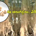 Aeroponic Potato: ఆహా.. అక్కడ బంగాళదుంపలను గాల్లో పండిస్తున్నారు, అదెలా సాధ్యం?