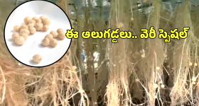 Telangana-Cabinet: తెలంగాణ కేబినెట్ కీలక నిర్ణయాలు.. బడ్జెట్ సమావేశాల షెడ్యూల్ ఖరారు, ఎప్పటినుంచంటే?
