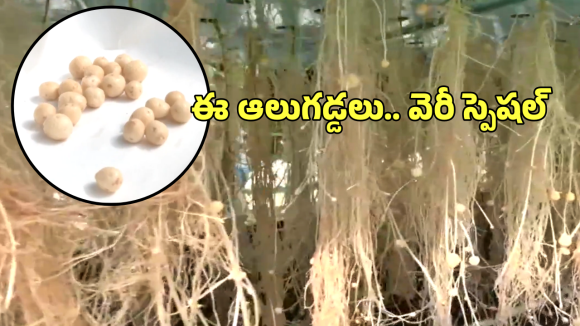 Aeroponic Potato: ఆహా.. అక్కడ బంగాళదుంపలను గాల్లో పండిస్తున్నారు, అదెలా సాధ్యం?