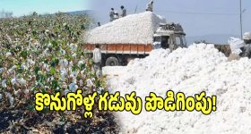 Tapsee: సెట్‌లో ప్యాడెడ్ బ్రా వేసుకోమన్నారు.. సౌత్ దర్శకులు గురించి తాప్సీ పన్ను షాకింగ్ వ్యాఖ్యలు..!