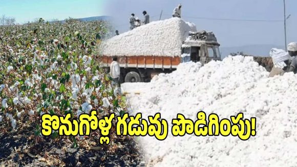 CCI: రైతులకు బిగ్ అలర్ట్.. పత్తి కొనుగోళ్ల గడువును పొడిగించిన సీసీఐ..!