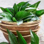 Hair care: కరివేపాకులను ఇలా వాడారంటే జుట్టు పెరగడమే కాదు చుండ్రు కూడా పోతుంది
