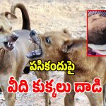 Stray Dog Attack: 19 నెలల పసికందు పై.. వీది కుక్కలు దాడి కలకలం