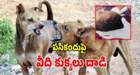 Stray Dog Attack: 19 నెలల పసికందు పై.. వీది కుక్కలు దాడి కలకలం