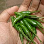 Green mirchi: పచ్చిమిరపకాయలు తింటే క్యాన్సర్ రాకుండా ఉంటుందా?