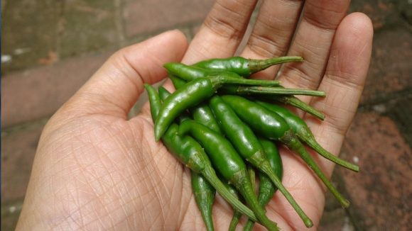 Green mirchi: పచ్చిమిరపకాయలు తింటే క్యాన్సర్ రాకుండా ఉంటుందా?