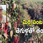 Chilli Farmers: మిరప రైతులను మింగేస్తున్న తెగుళ్ల ఘాటు.. నష్టాలతో అన్నదాతల ఆవస్థలు