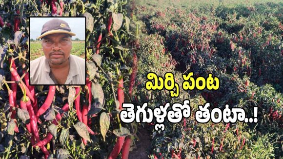 Chilli Farmers: మిరప రైతులను మింగేస్తున్న తెగుళ్ల ఘాటు.. నష్టాలతో అన్నదాతల ఆవస్థలు