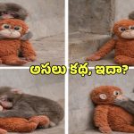 Punch Money IKEA Brand: ఒక కోతి పిల్ల.. ఒక సాఫ్ట్ టాయ్.. ట్రెండింగ్‌లోకి ఐకియా, ఆ బ్రాండ్‌కు ఊహించని క్రేజ్.. ఎందుకంటే?