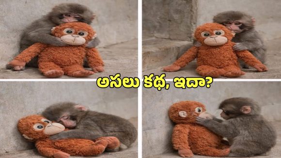 Punch Money IKEA Brand: ఒక కోతి పిల్ల.. ఒక సాఫ్ట్ టాయ్.. ట్రెండింగ్‌లోకి ఐకియా, ఆ బ్రాండ్‌కు ఊహించని క్రేజ్.. ఎందుకంటే?