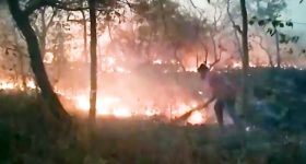 Fire in Nallamala: నల్లమల అడవిలో కొనసాగుతున్న మంటల ఉధృతి.. ఆందోళనలో వన్యప్రాణుల ప్రేమికులు