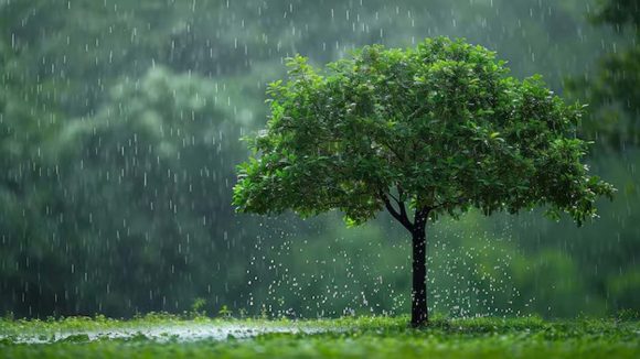 Rain alert: అల్పపీడనం ఎఫెక్ట్.. రాష్ట్రంలో భారీ వర్షాలు.. ఈ ఏడు జిల్లాలకు అలర్ట్ జారీ