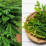 Curry leaves: వంటింట్లో పోపు కష్టాలు.. చుక్కలు చూపిస్తున్న కరివేపాకు.. మార్కెట్‌లో ఇప్పుడు దీనిదే హవా!
