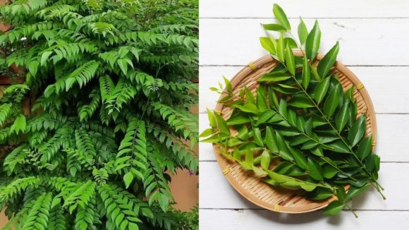Curry leaves: వంటింట్లో పోపు కష్టాలు.. చుక్కలు చూపిస్తున్న కరివేపాకు.. మార్కెట్‌లో ఇప్పుడు దీనిదే హవా!