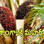 Telangana Oil Palm: ఆయిల్ పామ్ సాగుతో.. తెలంగాణ రైతాంగానికి మహర్దశ!