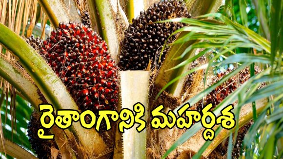 Telangana Oil Palm: ఆయిల్ పామ్ సాగుతో.. తెలంగాణ రైతాంగానికి మహర్దశ!