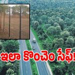 Wildlife Accidents: అటవీ జంతువుల సంరక్షణ కోసం ప్రభుత్వం కీలక నిర్ణయం.. నెక్ట్స్ ప్లాన్ ఇదే..?