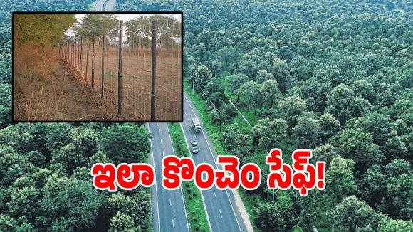 Wildlife Accidents: అటవీ జంతువుల సంరక్షణ కోసం ప్రభుత్వం కీలక నిర్ణయం.. నెక్ట్స్ ప్లాన్ ఇదే..?