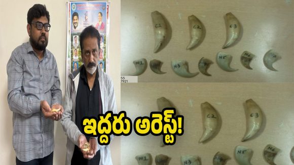 Hyderabad News: పులి గోర్లు, దంతాల అక్రమ వ్యాపారం..  ఏడు పులి గోర్లు, మూడు దంతాలు స్వాధీనం!