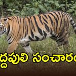 Yadadri Forest Alert: యాదాద్రి భువనగిరి జిల్లా సరిహద్దుల్లో పెద్దపులి సంచారం..!