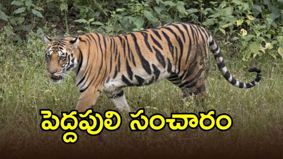 Yadadri Forest Alert: యాదాద్రి భువనగిరి జిల్లా సరిహద్దుల్లో పెద్దపులి సంచారం..!