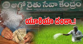 TG ARSK Centers: రాష్ట్రంలో ఏఆర్ఎస్ కే సెంటర్లదే హవా.. విచ్చలవిడిగా కొనసాగుతున్న యూరియా దందా..!