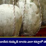 Gray pumpkin: గుమ్మానికి బూడిద గుమ్మడికాయ ఇలా కడితే మీ ఇంట్లో అష్టైశ్వర్యాలకు లోటుండదట