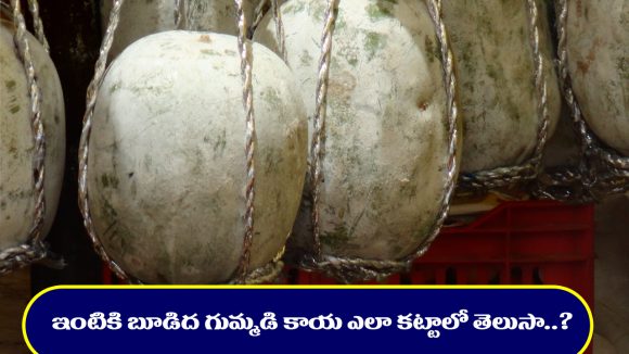 Gray pumpkin: గుమ్మానికి బూడిద గుమ్మడికాయ ఇలా కడితే మీ ఇంట్లో అష్టైశ్వర్యాలకు లోటుండదట