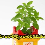 Tulsi Vastu Tips: తులసి మొక్కను ఈ దిశలో పెడుతున్నారా? అయితే అనారోగ్యం మీ వెన్నంటే ఉంటుంది!