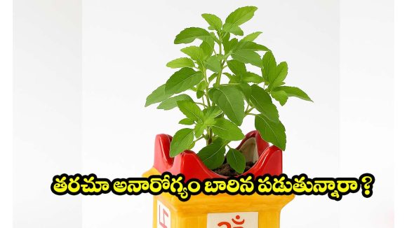Tulsi Vastu Tips: తులసి మొక్కను ఈ దిశలో పెడుతున్నారా? అయితే అనారోగ్యం మీ వెన్నంటే ఉంటుంది!