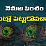 peacock feather: నెమలి ఈకను ఇంట్లో పెట్టుకోవచ్చా..?