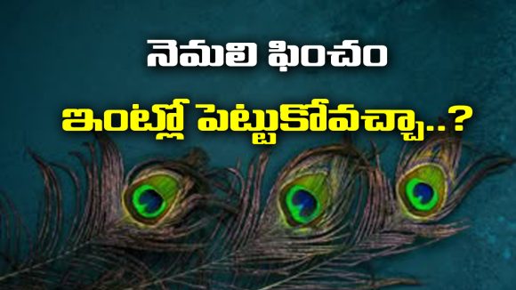peacock feather: నెమలి ఈకను ఇంట్లో పెట్టుకోవచ్చా..?