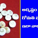 Gomati Chakra: అన్ని పరిహారాలకు గోమతి చక్రంతో చేసే రెమెడీ అద్భుతంగా పని చేస్తుందట – ఎలా చేయాలో తెలుసా