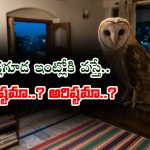 గుడ్లగూడ ఇంట్లోకి వస్తే అదృష్టమా..? అరిష్టమా..?