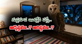 గుడ్లగూడ ఇంట్లోకి వస్తే అదృష్టమా..? అరిష్టమా..?