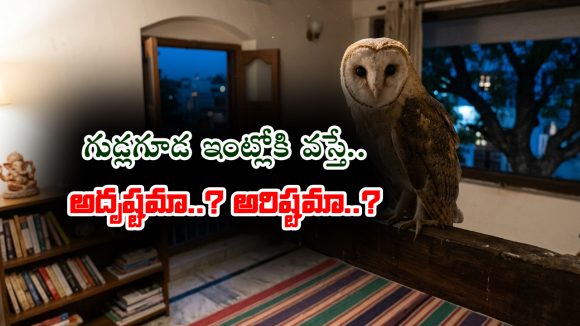 గుడ్లగూడ ఇంట్లోకి వస్తే అదృష్టమా..? అరిష్టమా..?