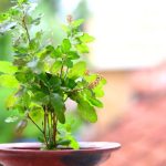 Tulsi Vasthu Tips: తులసి కోట వద్ద ఈ 7 వస్తువులు ఉంచితే.. మీ అదృష్టం మారిపోవడం ఖాయం!