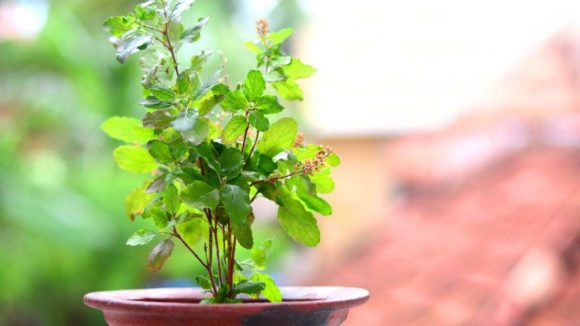 Tulsi Vasthu Tips: తులసి కోట వద్ద ఈ 7 వస్తువులు ఉంచితే.. మీ అదృష్టం మారిపోవడం ఖాయం!