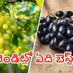 Green grapes vs Black grapes: ఆకుపచ్చ ద్రాక్ష Vs నల్లటి ద్రాక్ష.. ఏవి ఆరోగ్యానికి బెస్ట్ ?