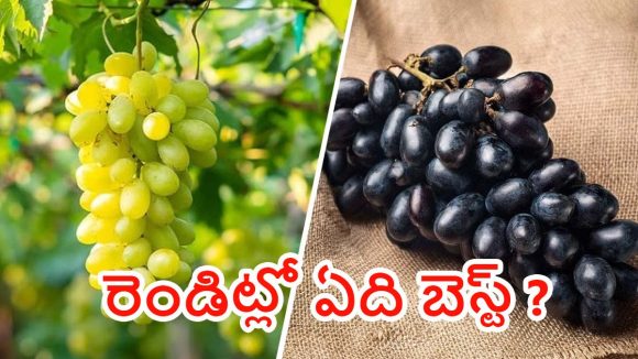 Green grapes vs Black grapes: ఆకుపచ్చ ద్రాక్ష Vs నల్లటి ద్రాక్ష.. ఏవి ఆరోగ్యానికి బెస్ట్ ?