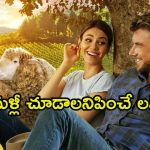 Romantic comedy OTT: వైన్ కంపెనీకి ఊహించని షాక్ … అమ్మాయి ప్రేమలో గొర్రెల కాపరి … కిక్కెక్కించే క్రేజీ స్టోరీ