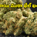 Cannabis Seizure: పూరి-తిరుపతి ఎక్స్‌ప్రెస్‌లో గంజాయి కలకలం.. 60 కేజీల గంజాయి స్వాధీనం