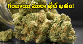 Cannabis Seizure: పూరి-తిరుపతి ఎక్స్‌ప్రెస్‌లో గంజాయి కలకలం.. 60 కేజీల గంజాయి స్వాధీనం