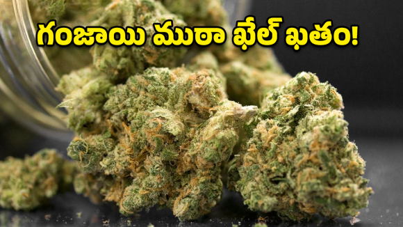Cannabis Seizure: పూరి-తిరుపతి ఎక్స్‌ప్రెస్‌లో గంజాయి కలకలం.. 60 కేజీల గంజాయి స్వాధీనం