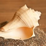 Conch for Vastu: ఇంట్లో శంఖం ఉంటే ఎన్ని శుభఫలితాలో.. ఆ కష్టాలన్నీ దూరం