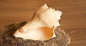 Conch for Vastu: ఇంట్లో శంఖం ఉంటే ఎన్ని శుభఫలితాలో.. ఆ కష్టాలన్నీ దూరం