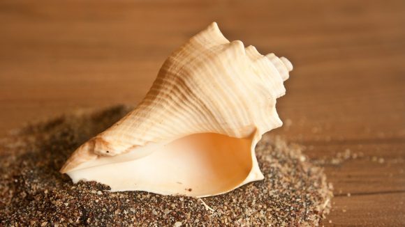 Conch for Vastu: ఇంట్లో శంఖం ఉంటే ఎన్ని శుభఫలితాలో.. ఆ కష్టాలన్నీ దూరం