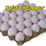 Eggs Price: భారీగా తగ్గనున్న కోడి గుడ్ల ధరలు.. ప్రస్తుతం ఎంతంటే?