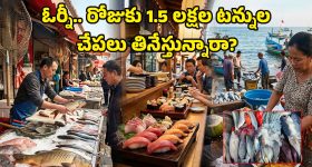 Fish Consumption: అమ్మో, రోజుకు లక్షల టన్నులా.. ఈ దేశం మొత్తం చేపలు తిని బతికేస్తున్నారు బ్రో!