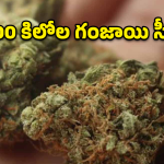Ganja Seizure: సంగారెడ్డిలో భారీగా గంజాయి పట్టివేత.. 600 కిలోల గంజాయి సీజ్!